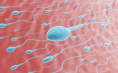 Big sperm don't always win the race - CONCEIVE PLUS