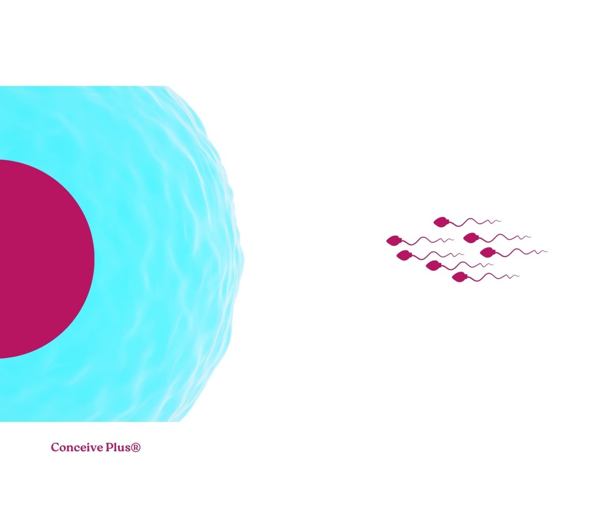 Can You Get Pregnant From Sperm In Water? - Conceive Plus®