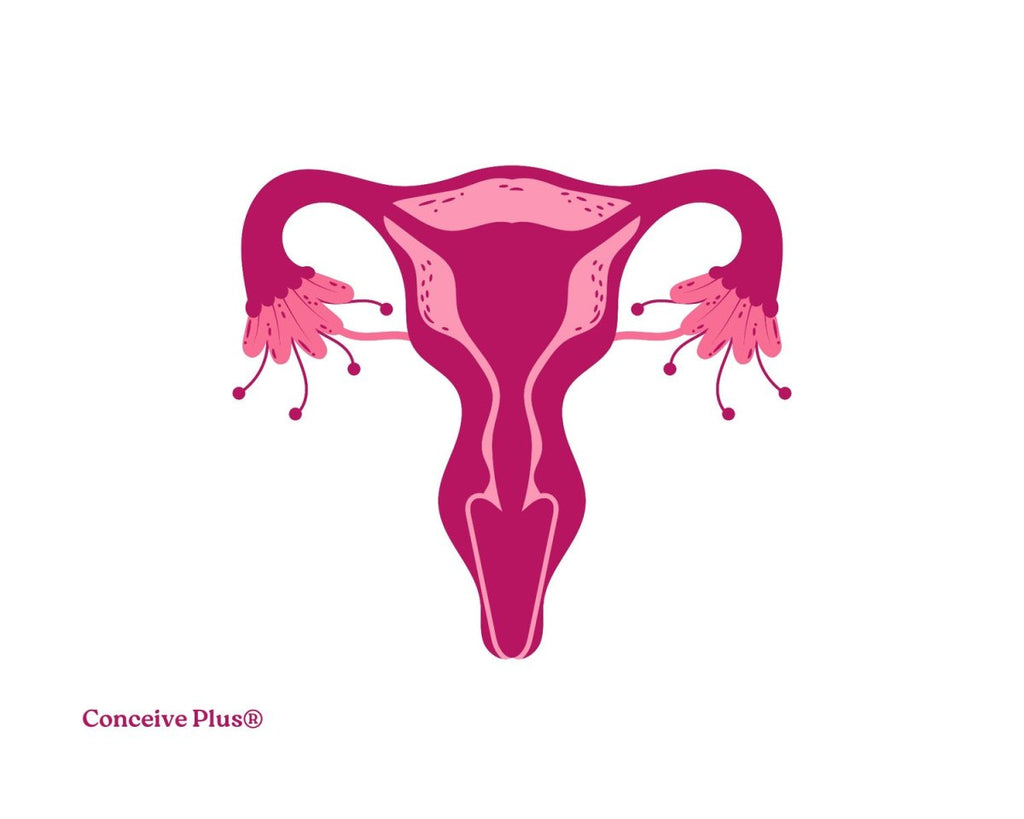 Does Male Uterus Exist? An Overview of Male And Female Anatomy - Conceive Plus®