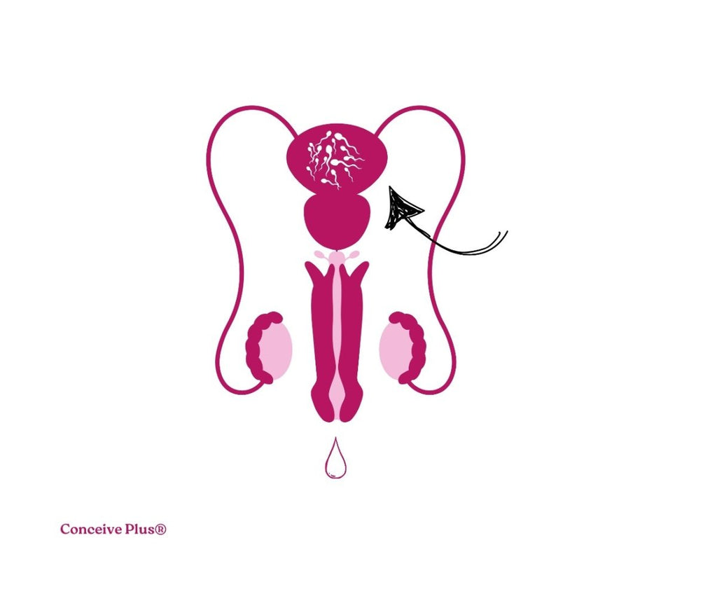 Ejaculation From Inside: What Does It Indicate? - Conceive Plus®