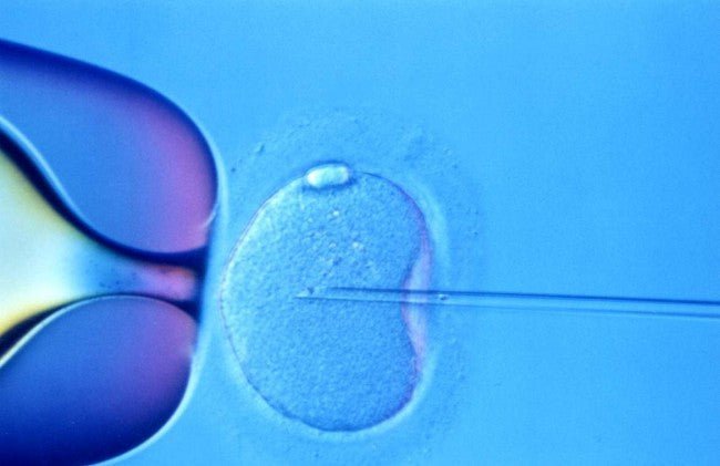 Fertility Mystery Solved With Discovery of Protein Key - Conceive Plus®