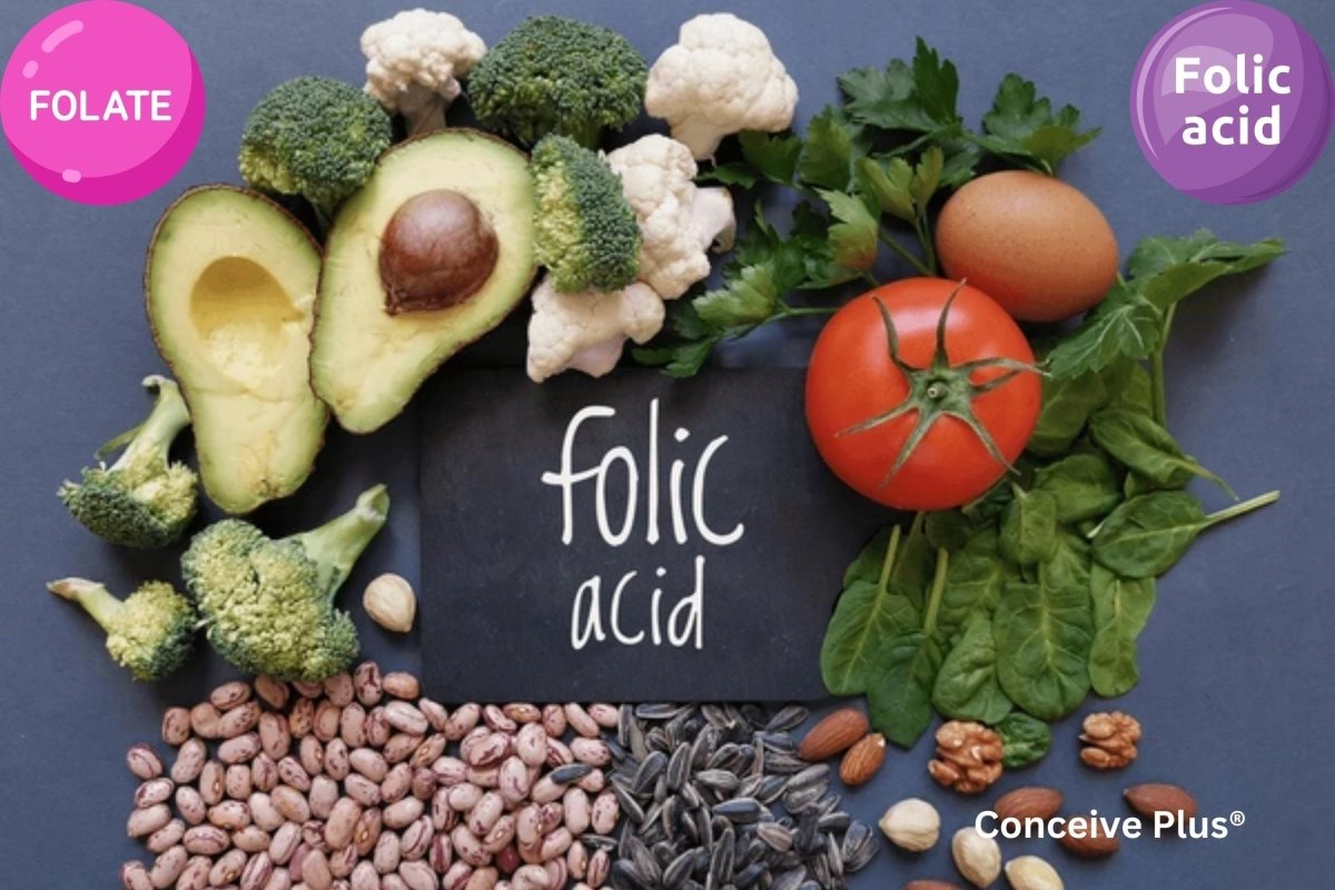 Folate vs Folic Acid Prenatal | Conceive Plus® – Conceive Plus® Online ...