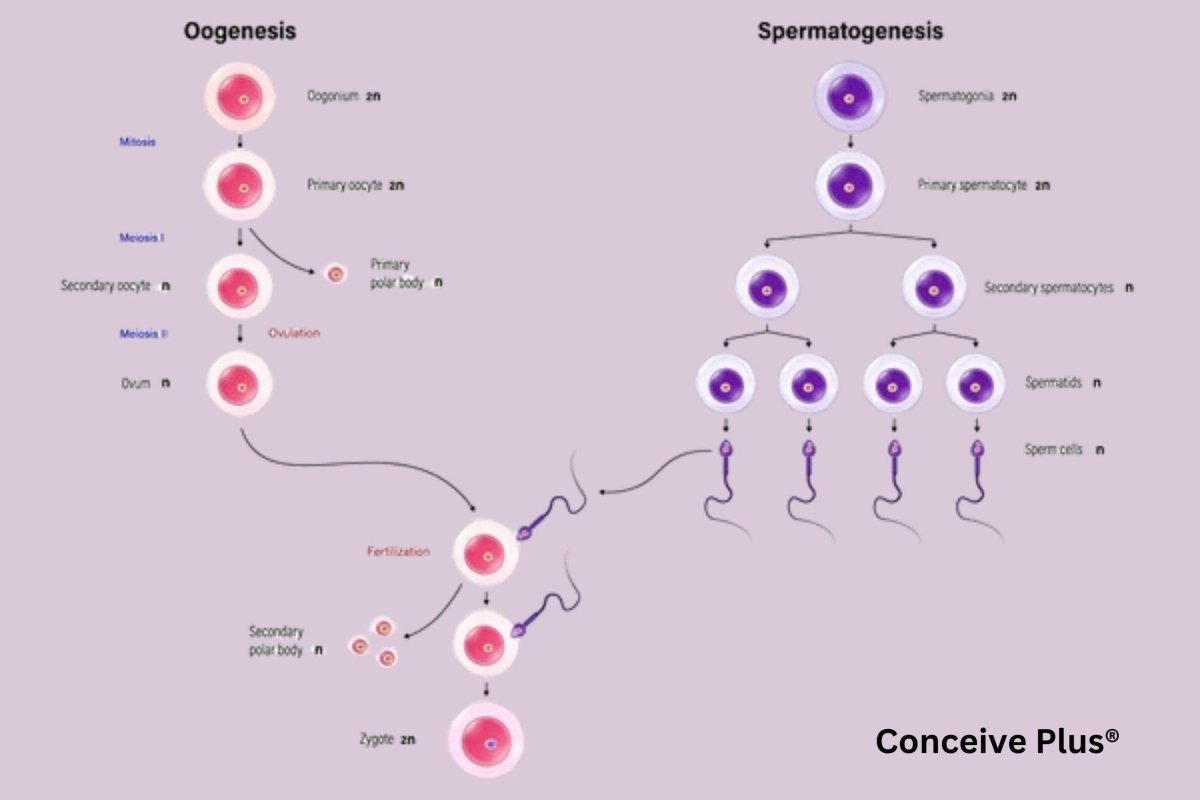 How Many Sperm Are Produced in the Testes Each Day and How It Affects Male Fertility - Conceive Plus®