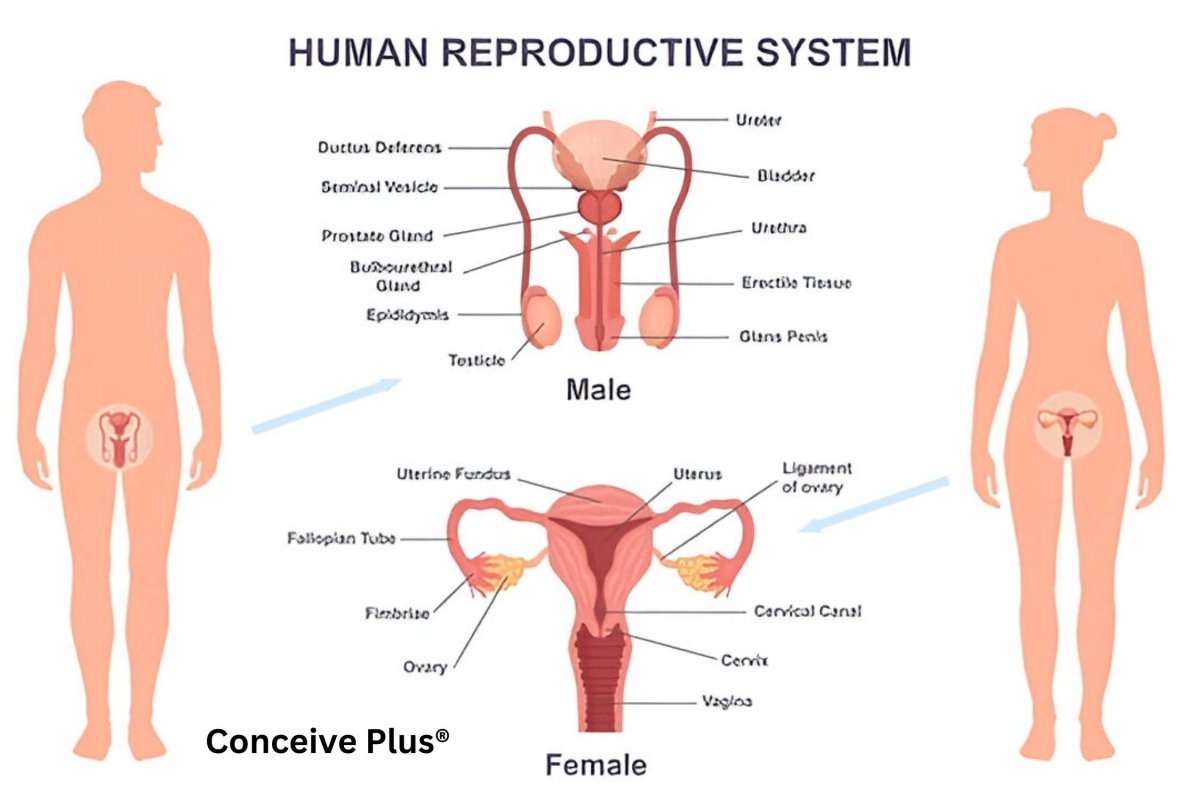 Parts of Male Body With Diagram - Conceive Plus®