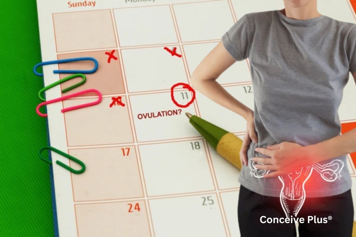 Tracking LH Surge and Ovulation: Tips for Planning Conception - Conceive Plus®