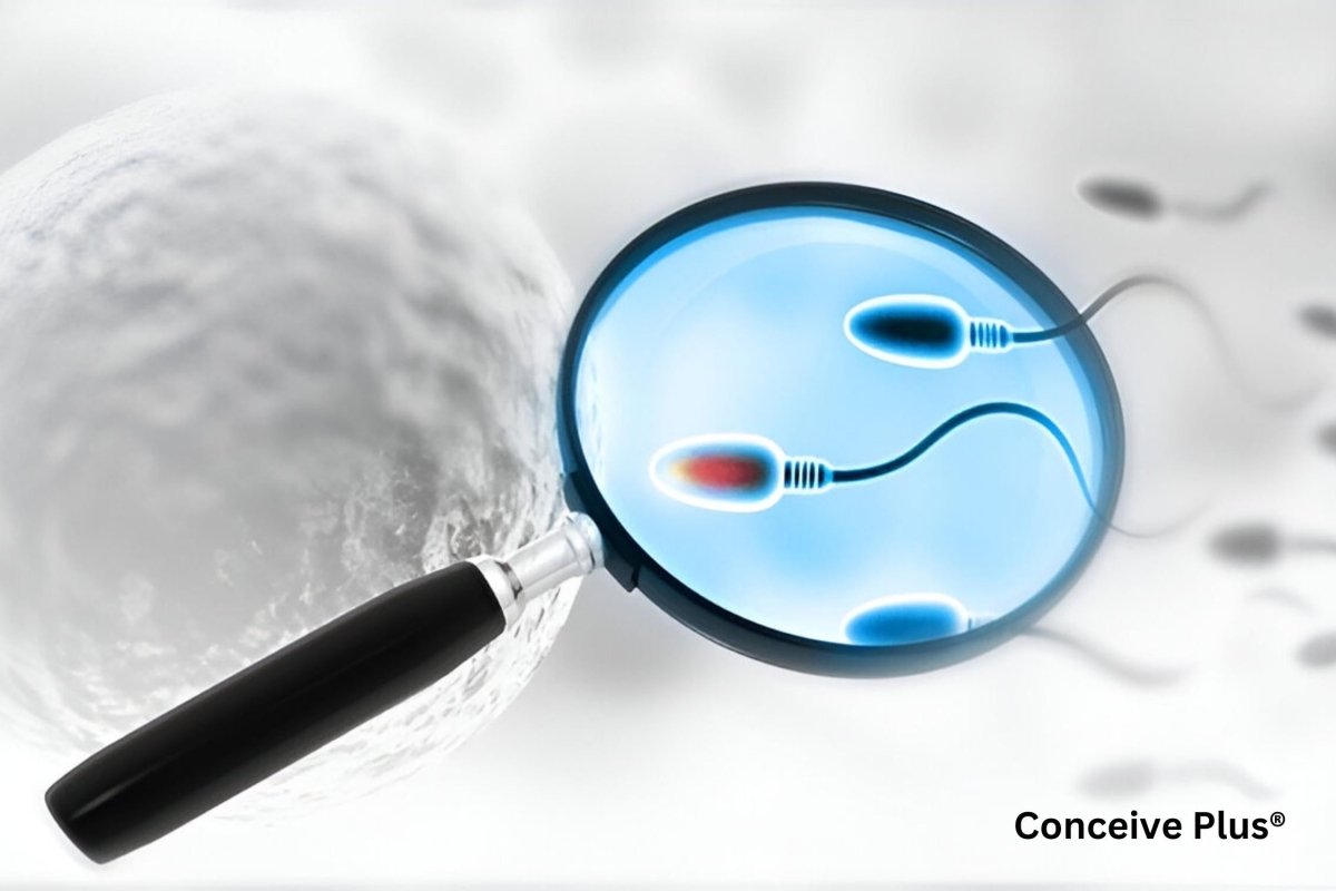 Why Sperm Is Why That Matters: Key Facts About Male Fertility - Conceive Plus®